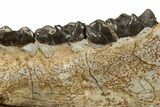 Fossil Titanothere (Megacerops) Jaw - South Dakota #228176-6
